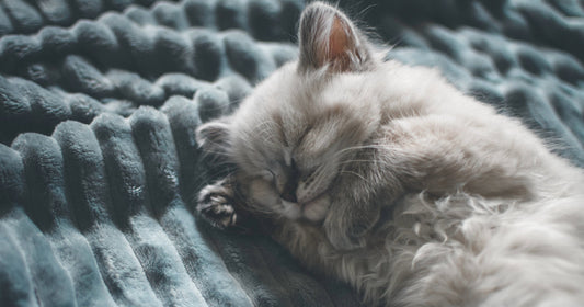 How to Keep It Clean & Cozy