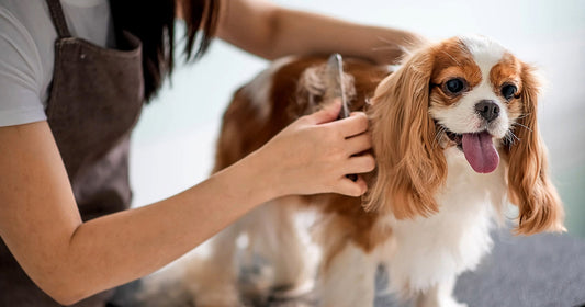 A Pet Grooming Guide