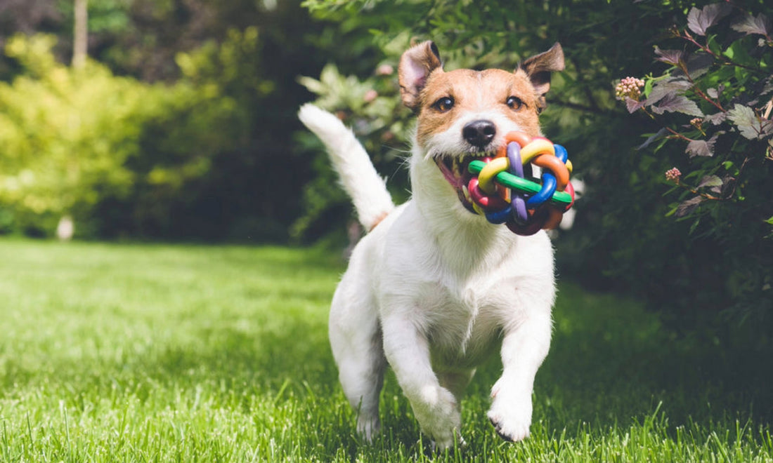Safe & Durable Pet Toys: