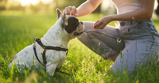 The Best Pet Collars for Every Dog